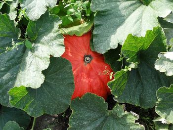 High angle view of red flowering plant