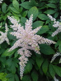 Close-up of flowers blooming outdoors