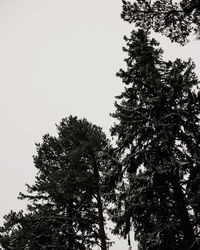 Low angle view of silhouette trees against clear sky