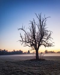 Silhouette bare tree against sky during sunset
