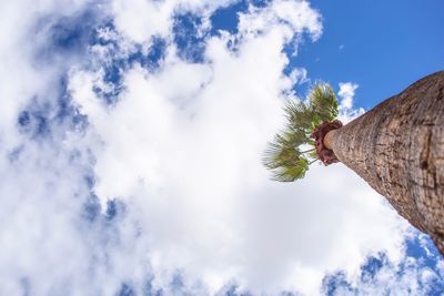 Low angle view of a tree