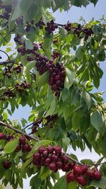 Low angle view of berries growing on tree