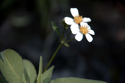 Close-up of white flowering plant