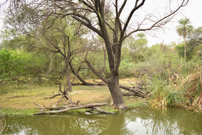 Trees by lake in forest against sky