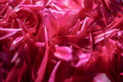 Full frame shot of pink flowering plant