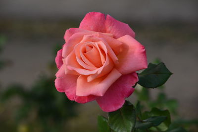 Close-up of pink rose