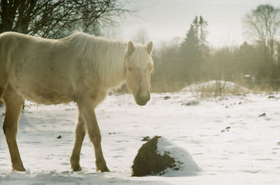 View of horse on snow covered land