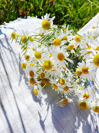 Close-up of white daisy flowers