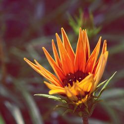 Close-up of yellow flower