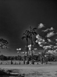 Palm trees against sky