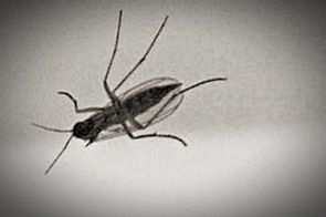 Close-up of insects on white surface