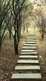 Staircase amidst trees