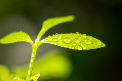 Close-up of wet plant