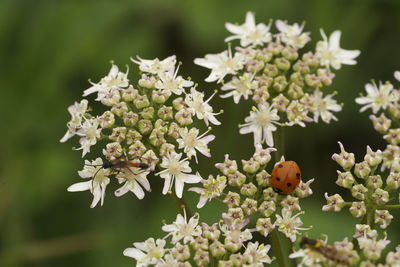 Close-up of ladybug on plant