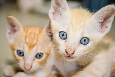 Close-up of kittens at home