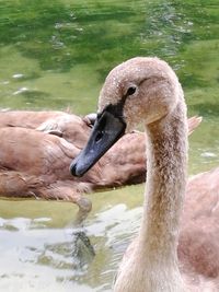 Close-up of swan swimming in lake