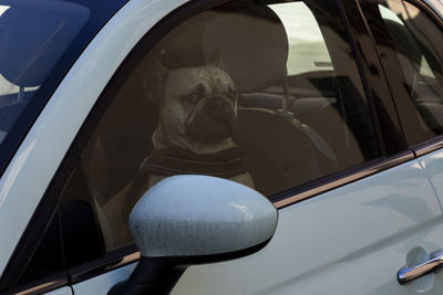 Dog at the car window