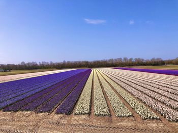 Scenic view of field against blue sky