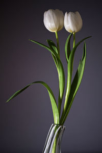 Close-up of flowering plant against white background