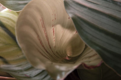 High angle view of white flowering plant