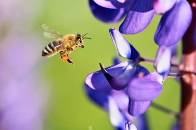 Close-up of bee pollinating on purple flower