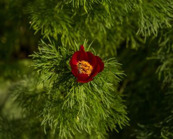 plant