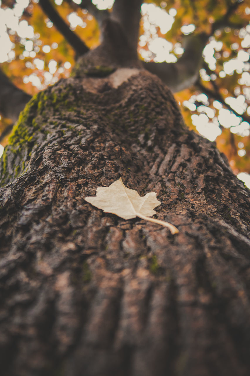 CLOSE-UP OF LEAVES ON TREE