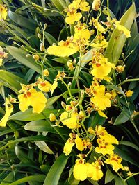 Close-up of yellow flowers blooming outdoors