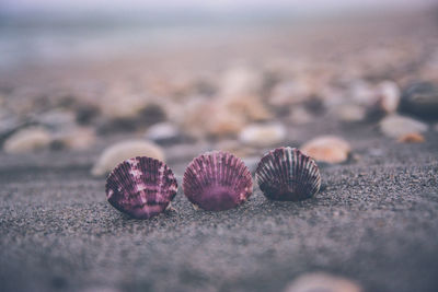 Close-up of shells on beach