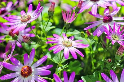 Close-up of pink flower