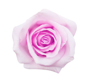 Close-up of pink rose against white background