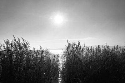 Plants growing on land against sky