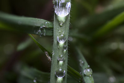 Close-up of raindrops on leaf