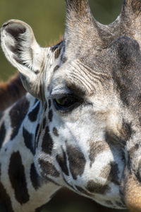 Close-up of a horse