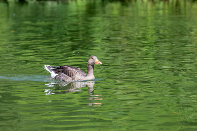 Duck swimming in lake