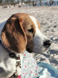 Close-up of dog looking away