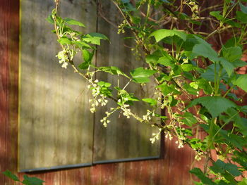 Close-up of fresh green plant