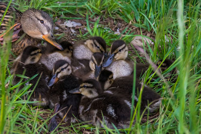 High angle view of a duck in grass