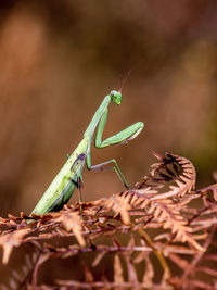 Close-up of insect