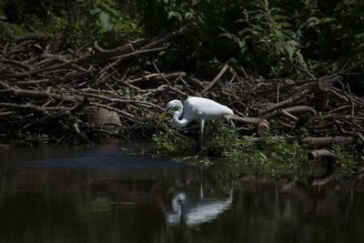 Bird in a lake