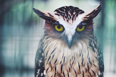 Close-up portrait of owl