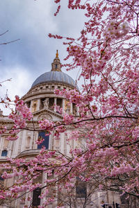 Low angle view of pink flowering tree against building