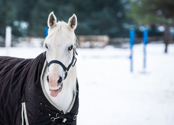 Horse in a snow