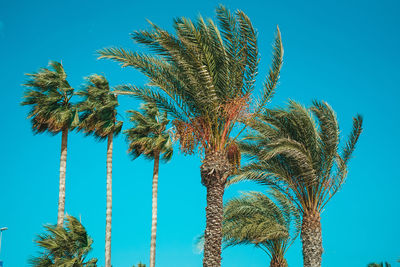 Low angle view of palm trees against blue sky