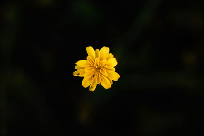 Close-up of yellow flower blooming outdoors