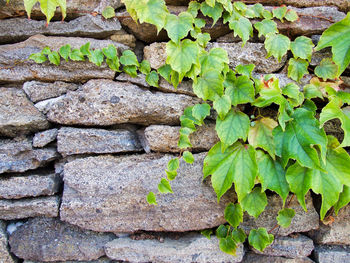 Close-up of ivy growing on wall