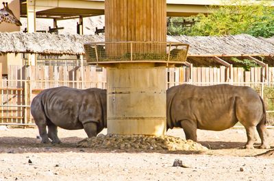 Horses in a zoo