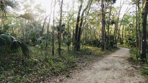 Footpath amidst trees in forest