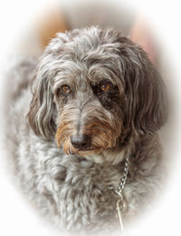 Close-up portrait of dog