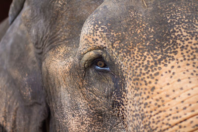 Close-up of elephant